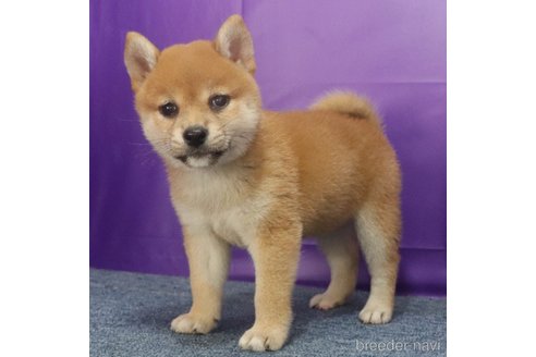 成約済の愛知県の柴犬-322857の3枚目